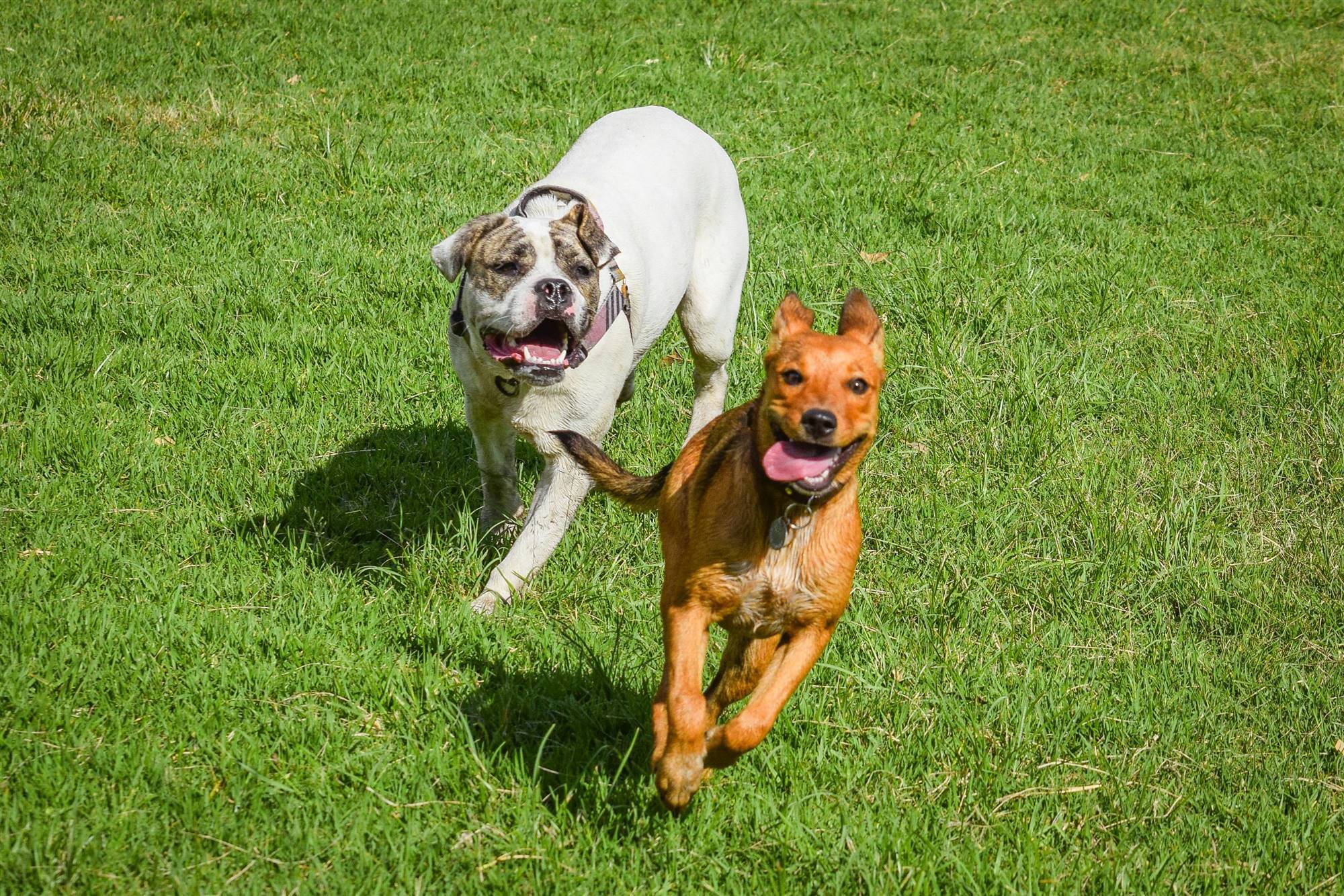 dove ogni cane trova il suo posto, e ognuno scopre qualcosa in più di sé stesso